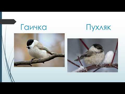 Виды синиц