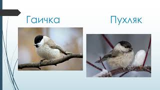Виды синиц Виды синиц