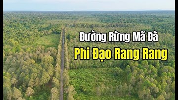 Đường rừng Mã Đà và cảnh quan nơi bò rừng sinh sống gần phi đạo Rang Rang xưa.
