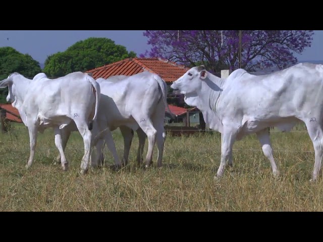 LOTE 22   14379 14380 14456 14475 14644 mp4