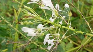 Eddagala Elyanguya Okuzaala Ejobyo