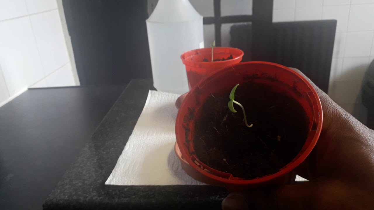 Growing Bell Peppers/Sweet Peppers From Seed In The UK Quick And Easy Growing Hack pt2 YouTube