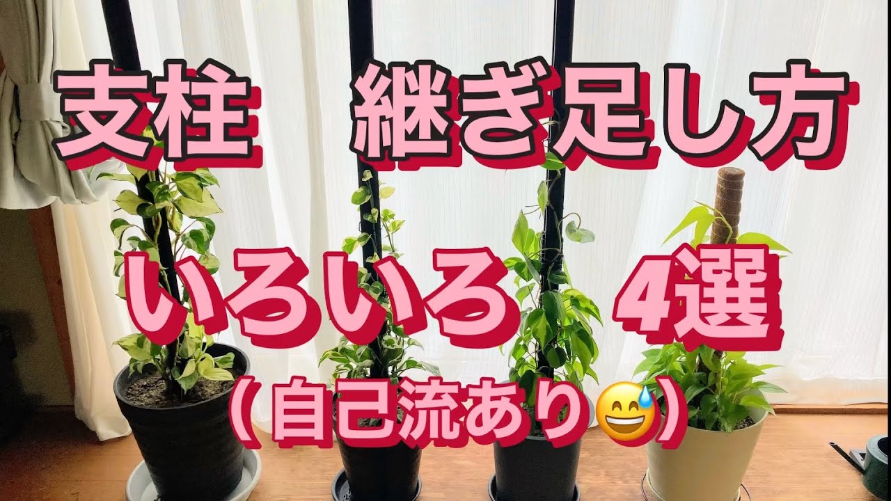蔓性植物?支柱継ぎ足し4選（自己流あり?） ＃支柱連結 #観葉植物 