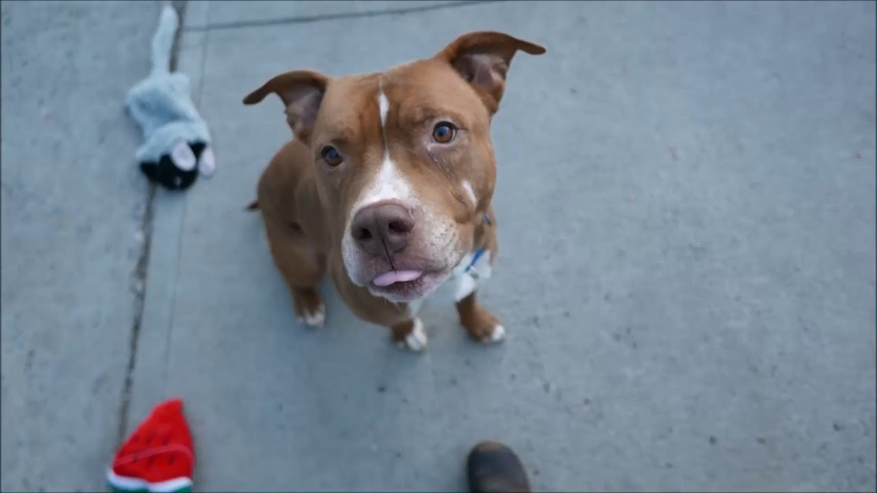 Yale - 8785 - Brooklyn ACC camera iphone 8 plus apk