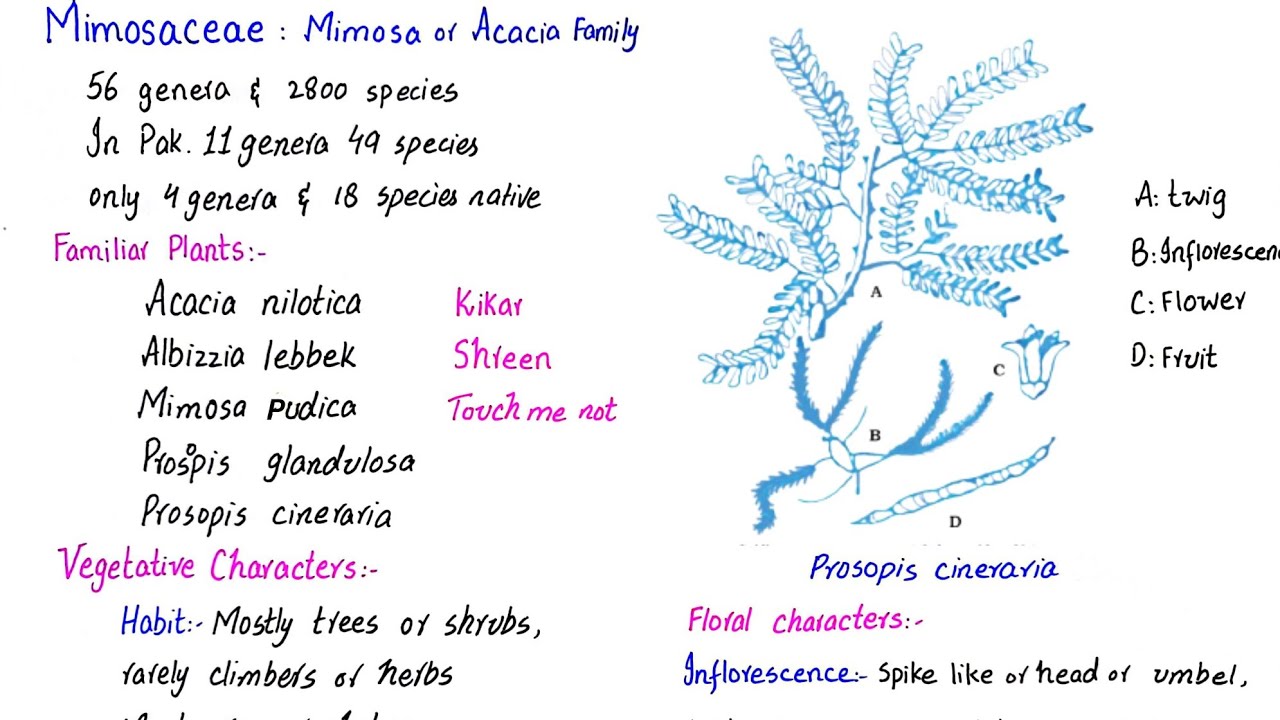 Family mimosaceae | Mimosa or Acacia Family | economic importance | class 11