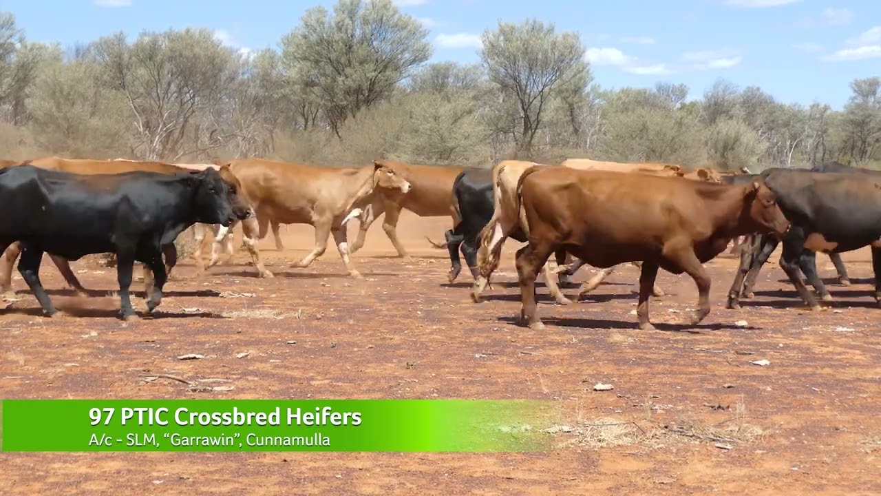 A/C SLM 97 PTIC Crossbred Heifers