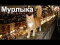 Мурлыка