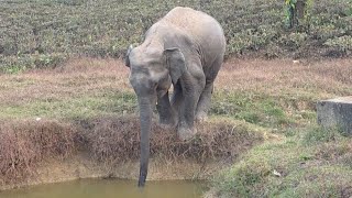 My Camera Captures The Scene Of Wild Elephants Drinking Water With Their Thirsty Beaks