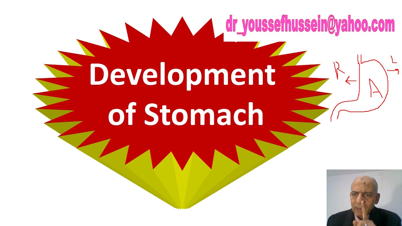 Development of stomach | Congenital anomalies | Hour glass stomach | Hiatus hernia | Mesogastrium