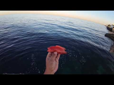 Ang dami lapulapu pula #strawberryfish #catchandrelease #fishing