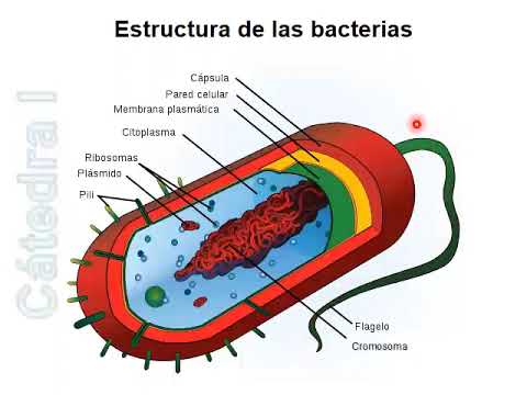 3 Introducción a la Bacteriología