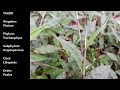 Beginning of video