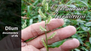 Burmanns basketgrass (Oplismenus burmanni) - part 3
