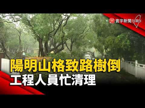 薔琵風狂！陽明山格致路樹倒.工程人員忙清理｜#寰宇新聞@globalnewstw