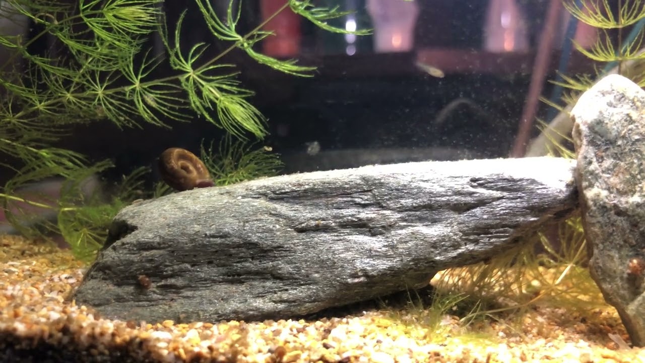 Snail vs guppy babies 🐌 | Marine world 
