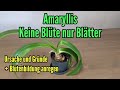 Amaryllis nur Blätter und keine Blüte - Ursache und Gründe - So Blütenbildung anregen