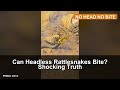 Can Headless Rattlesnakes Bite? Shocking Truth