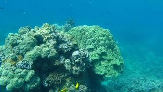 Ahihi Snorkel report Nov 8 2023 60 foot visibility