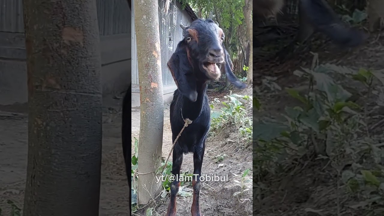 Goat Baa Sound, Bakri Ki Awaz | Real Black Goat Sound