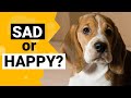 Why do Beagles Always Look Sad?