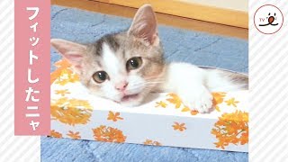 ティッシュ箱のベッド、眠たい子猫の快適な場所😻【PECO TV】