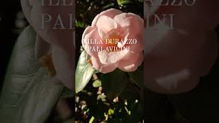 Un Giorno A Villa Durazzo Pallavicini Con La Fioritura Delle Camelie