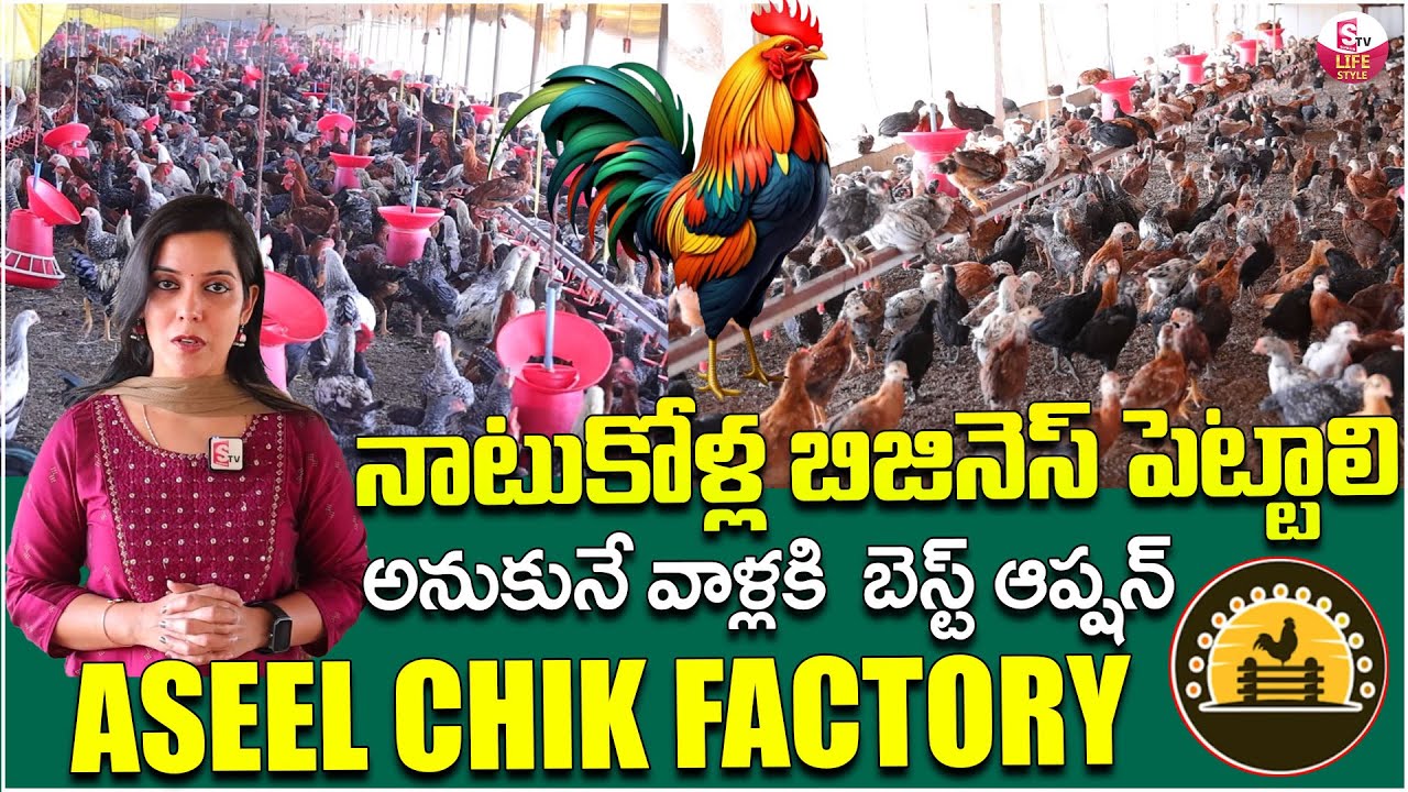 How To Start A Small Poultry Farm Business | Start Startup Business ...