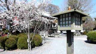 京都(Kyoto)千本釈迦堂　しだれ桜満開(20110406)その１