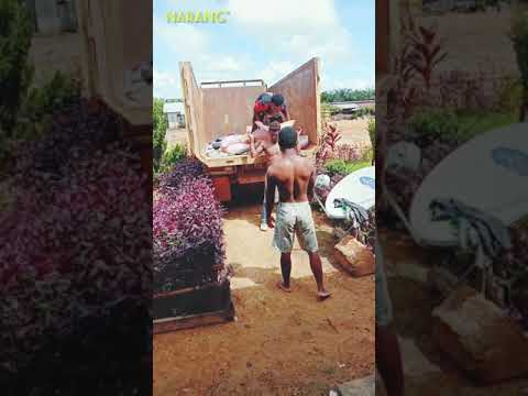 Lagu-maumere-terbaru 2020__Narang-deri-lau-ata-niang/Th@t@ Ipink/