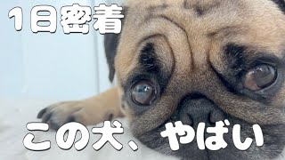 【愛犬1日密着】うちのパグ、言葉を理解しすぎです。
