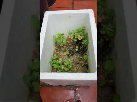 Video: Trồng cỏ ba lá trong nhà - Cách chăm sóc cỏ ba lá trong thùng chứa