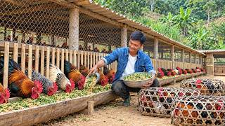 Finishing the Chicken Coop – Caring for Farm Animals – An Orphaned Young Man’s Life