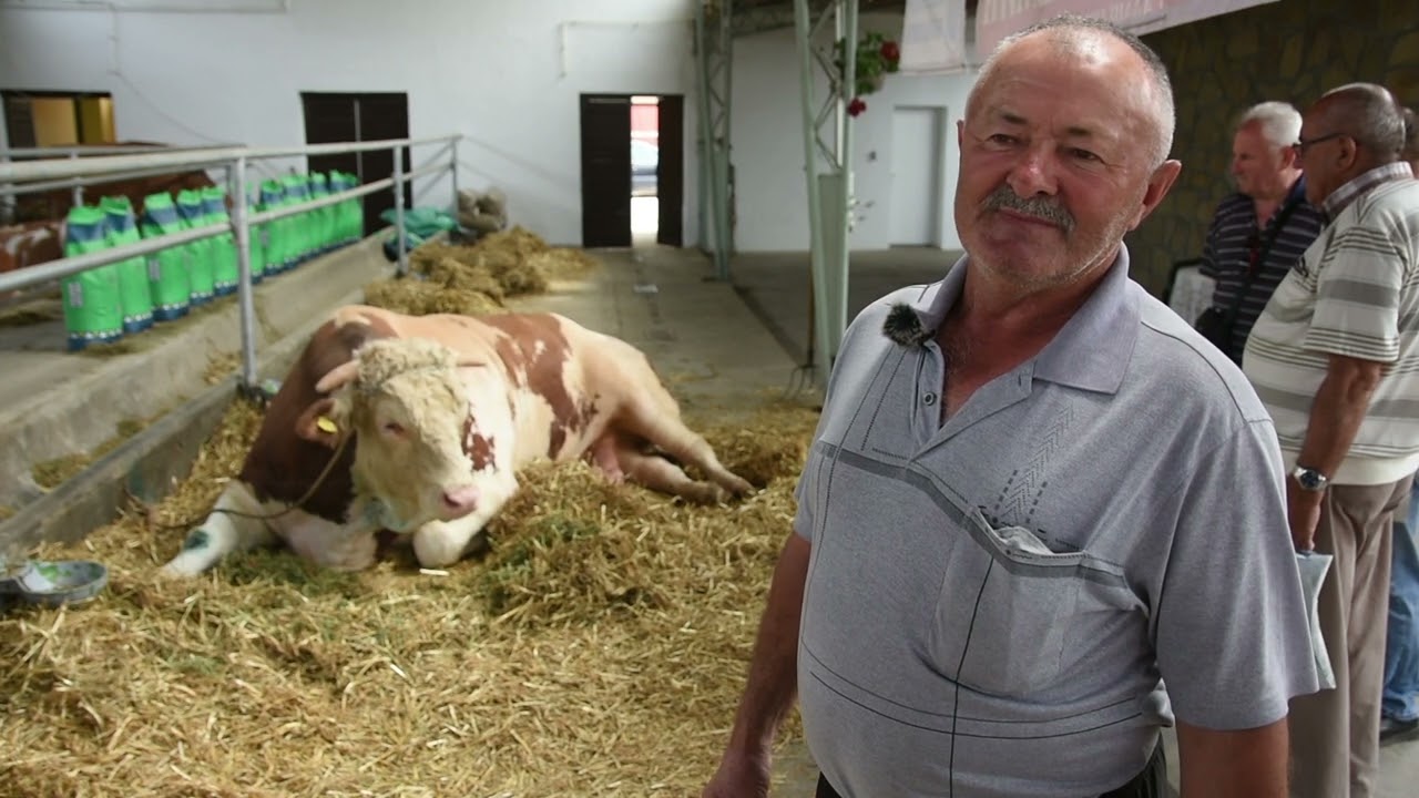 BILI I OSTALI ŠAMPIONI - izložba stoke na NOVOSADSKOM SAJMU POLJOPRIVREDE 2022.GODINE