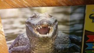 Крокодилы и ко макси!(, 2017-03-05T12:24:00.000Z)