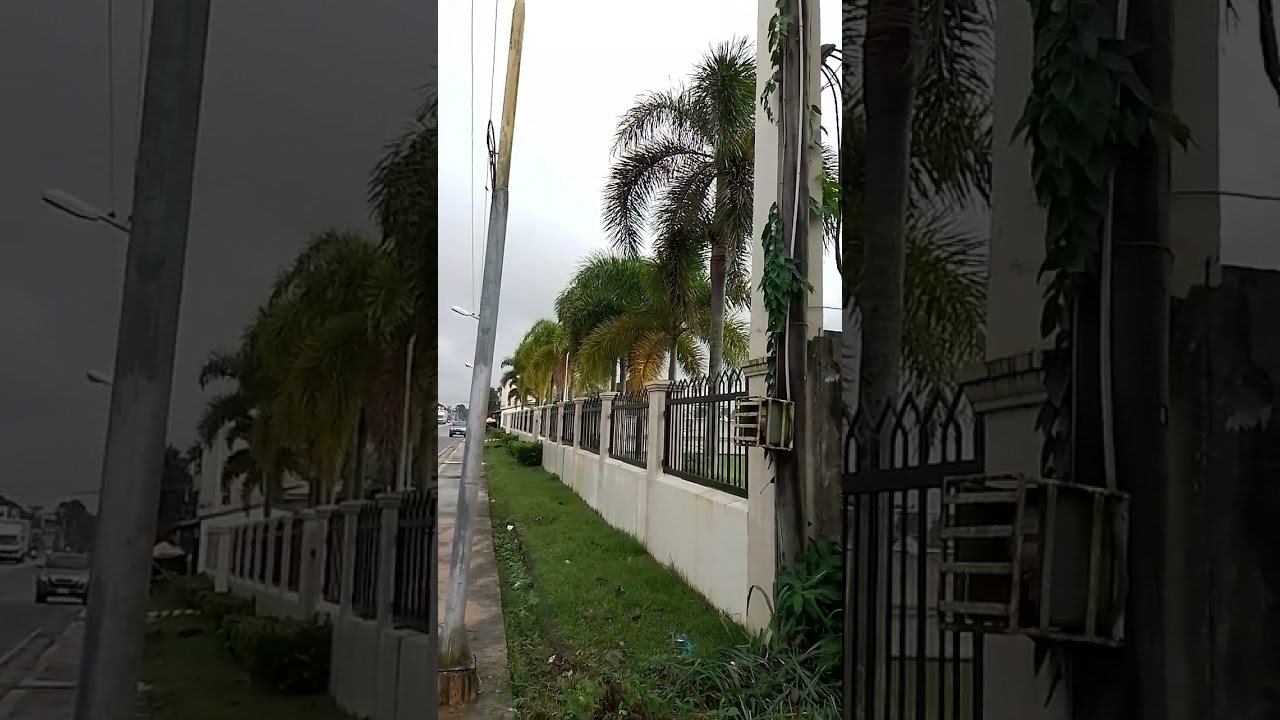 Palm Trees Along the Fence