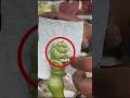 This Vegetable Looks Fake…But Farmers Actually Do This 🤯