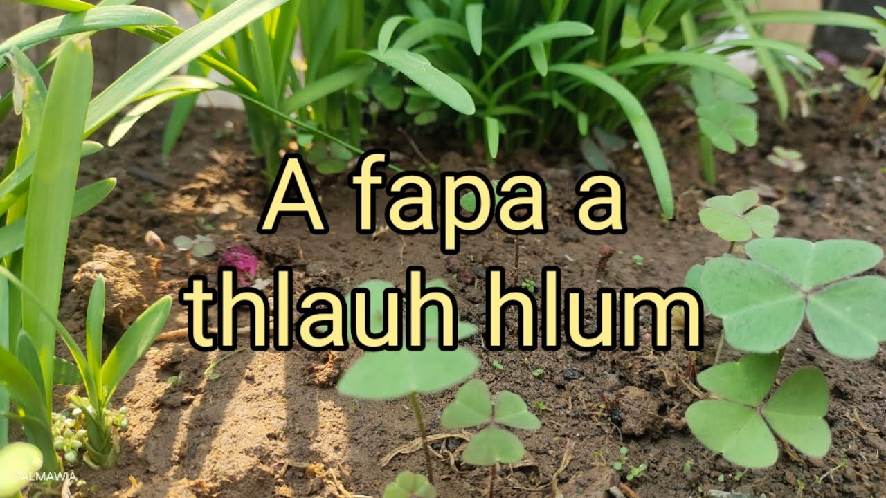 Nu ber zu ruiin a fapa a thlauh hlum !! A thla in a tibuai nasa