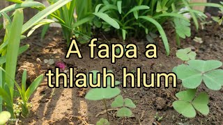 Nu ber zu ruiin a fapa a thlauh hlum !! A thla in a tibuai nasa