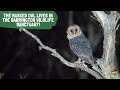 Masked Owls discovered in the Barrington Tops!