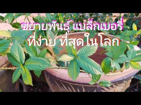 วีดีโอ: วิธีกำจัดราสเบอร์รี่? จะลบรากออกจากพื้นดินบนไซต์ได้อย่างไร? วิธีการกำจัดพุ่มจากพุ่มไม้ราสเบอร์รี่ป่าออกจากสวน?