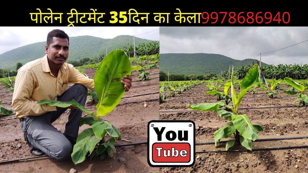 पोलन ट्रिटमेंट 35 दिन का केला ग्रोथ /35 दिवसा मध्ये केळी ची वाढ 9978686940