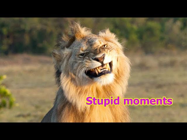 Lion King -Top 5 Stupid moments. Funny Animal. - YouTube