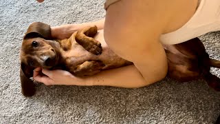 Mini dachshund is the sweetest playmate!
