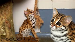 Кошка - леопардовая или все же бенгальская? Asian leopard cat.