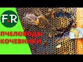Полные соты гречишного мёда.  Кочевая пасека пчеловодов Татарстана. Пчёлы породы Карника