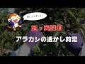 【剪定作業】剪定鋏と植木鋏で仕立てるアラカシの透かし剪定