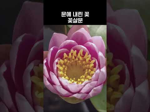 꽃비🌸 문으로 다시 피어나다