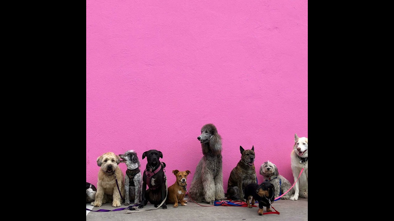 How Pets Help with Depression: Healing Through Unconditional Love and Companionship