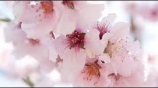 Sunday Funday with the gang, cherry blossoms using @TheCreativeDork5 flower technique. @DragonsinDressesCraftsortium