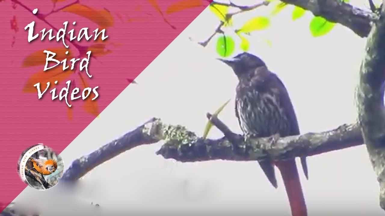 The Maroon Oriole (Oriolus traillii) - Indian Bird Videos